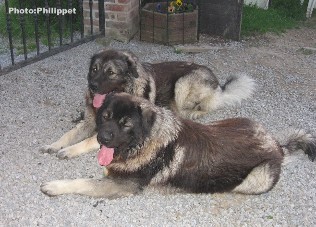 Fury et Furko 23 months